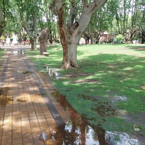 Un césped débil no genera raíces y el agua que sobra y no se infiltra forma charcos