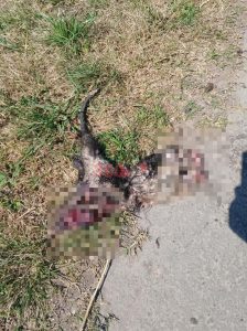 Comadreja atropellada en Ruta 93, entre Miguel Torres y Melincué, en zona de cruce de fauna.