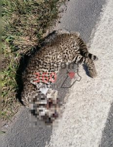 Gato Montés atropellado en Ruta 90, en cercanías del acceso a Labordeboy. Imagen de septiembre de 2026