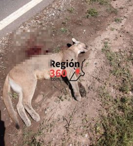 Foto blurreada por Región360. Puma preñada encontrada atropellada en Ruta 93 (entre Miguel Torres y Melincué) en noviembre de 2024