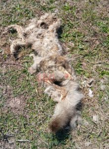 Zorro atropellado en Ruta 93, entre Miguel Torres y Melincué, en zona de cruce de fauna.